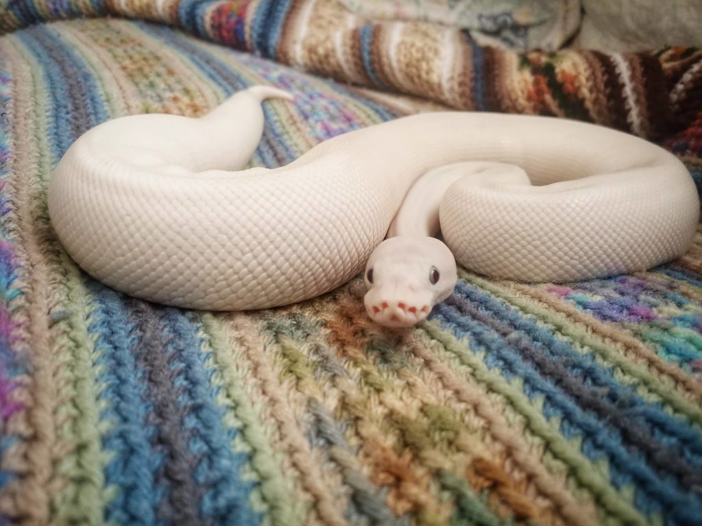 Blue Eyed Leucistic Ball Python