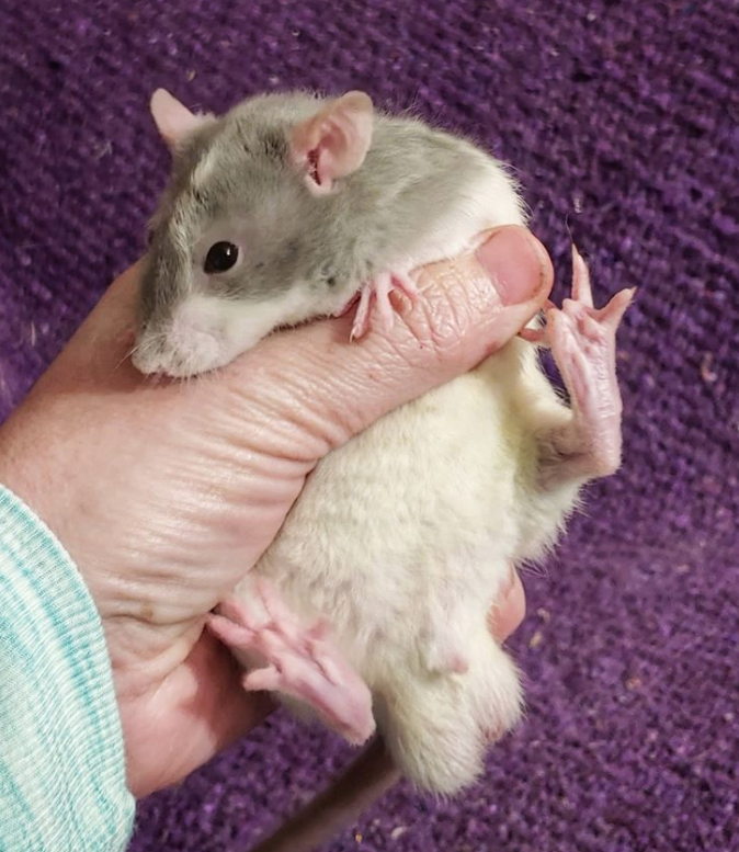 young pet rat
