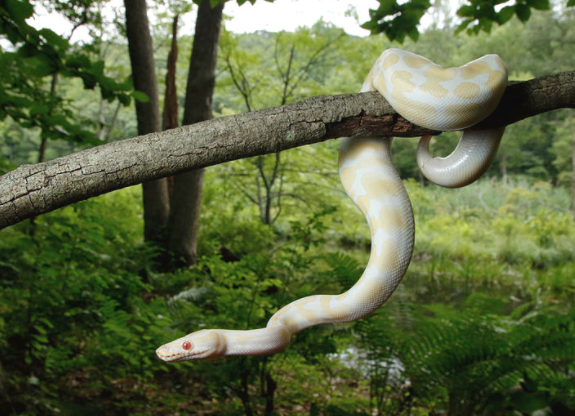 Are Ball Pythons Arboreal?