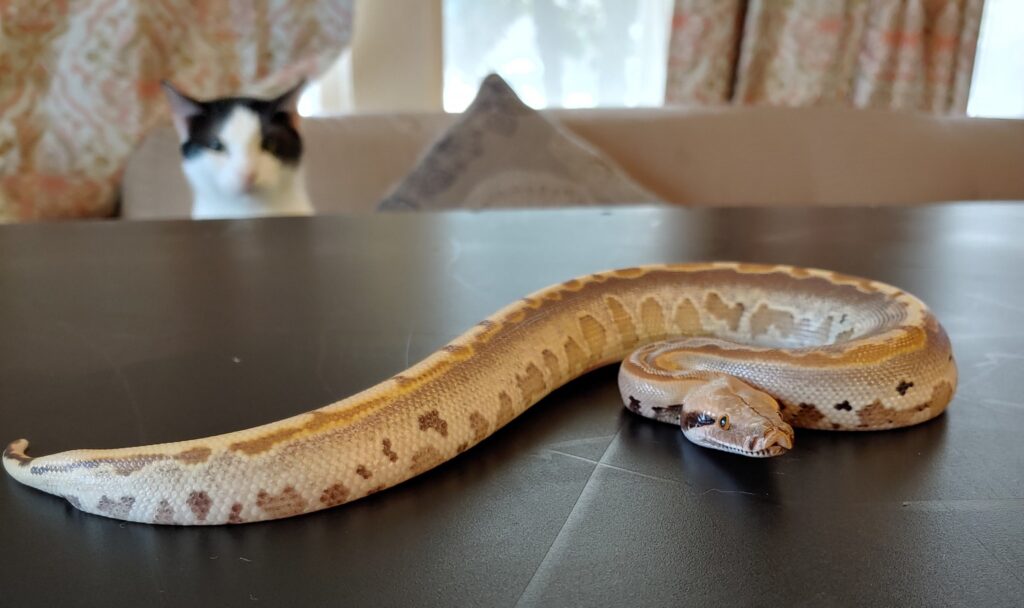 Borneo Python with Cat in the background