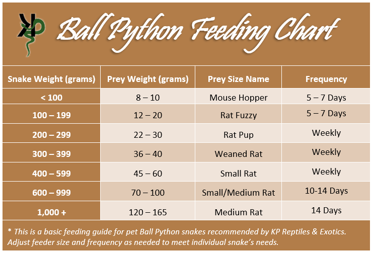 Ball Python Feeding Caging Chart Ball Pythons Net Gallery Hot Sex Picture