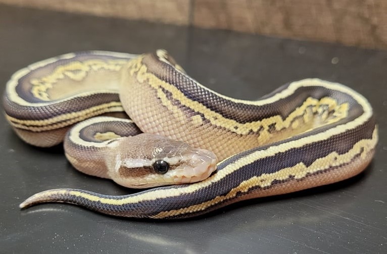 Ball Python Morphs and Genetics: The Ultimate Guide