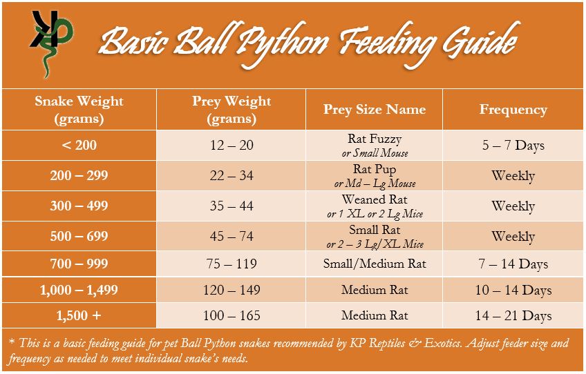 Ball python feeding guide with prey size recommendations based on the snake's weight. Less than 200 grams, feed a rat fuzzy or small mouse. Between 200 and 299 grams, a rat pup or medium to large mouse. 300 to 499 grams, a weaned rat or XL mouse. 500 to 699 grams, a small rat or 2 to 3 large/XL mice every week. 700 to 999 grams, a small-medium rat every 7 to 14 days. 1000 to 1499 grams a medium rat every 10-14 days. 1500 grams or more a medium rat every 14 to 21 days.