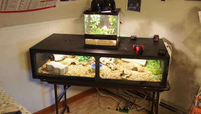 pvc snake enclosure, decorated with lights