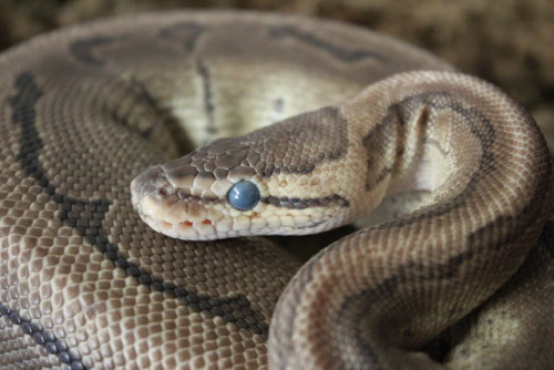 ball python snake with clouded eyes, in shed